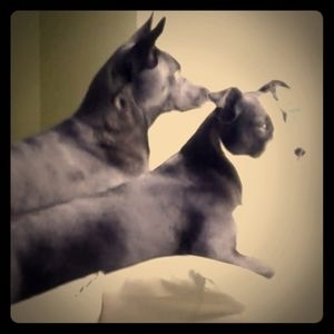 Meet your Posher, Bruce